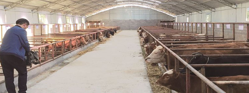 養殖畜牧行業通風降溫